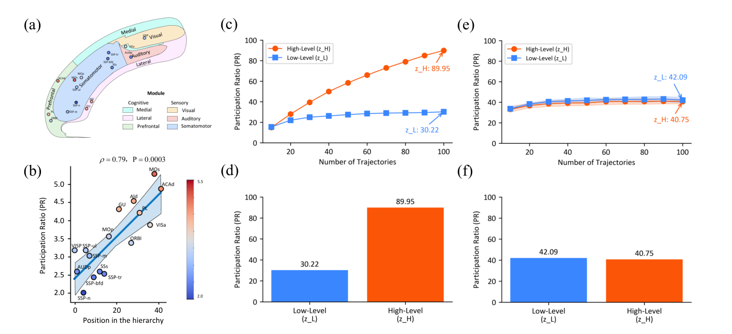 Figure 8: Brain Correspondence — HRM과 쥐 피질의 계층적 차원성(Participation Ratio) 조직